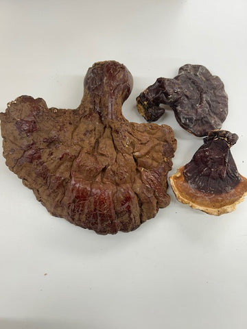 Dried USA Reishi Mushrooms (Whole)